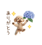 雨の日も楽しく！トイプードル梅雨スタンプ（個別スタンプ：8）