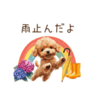 雨の日も楽しく！トイプードル梅雨スタンプ（個別スタンプ：14）