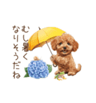 雨の日も楽しく！トイプードル梅雨スタンプ（個別スタンプ：17）