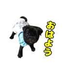 ぽんずとからし（個別スタンプ：1）