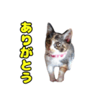 ぽんずとからし（個別スタンプ：2）