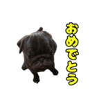 ぽんずとからし（個別スタンプ：3）