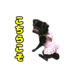 ぽんずとからし（個別スタンプ：4）