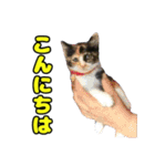 ぽんずとからし（個別スタンプ：5）