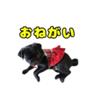 ぽんずとからし（個別スタンプ：6）