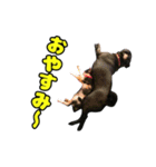 ぽんずとからし（個別スタンプ：8）