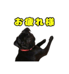 ぽんずとからし（個別スタンプ：9）