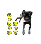 ぽんずとからし（個別スタンプ：10）