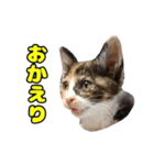 ぽんずとからし（個別スタンプ：11）