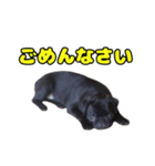 ぽんずとからし（個別スタンプ：12）