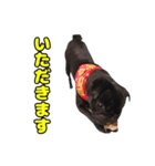 ぽんずとからし（個別スタンプ：13）