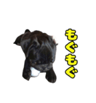 ぽんずとからし（個別スタンプ：14）