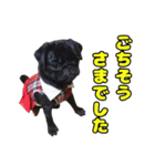 ぽんずとからし（個別スタンプ：15）