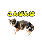 ぽんずとからし（個別スタンプ：16）