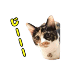 ぽんずとからし（個別スタンプ：18）