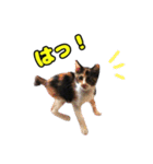 ぽんずとからし（個別スタンプ：21）