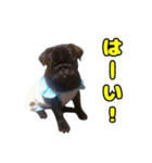 ぽんずとからし（個別スタンプ：23）