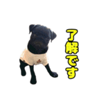 ぽんずとからし（個別スタンプ：24）