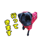 ぽんずとからし（個別スタンプ：25）