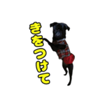 ぽんずとからし（個別スタンプ：26）