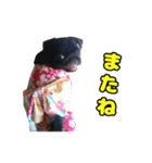 ぽんずとからし（個別スタンプ：28）