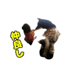 ぽんずとからし（個別スタンプ：31）