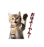 可愛い子猫の日常-8（個別スタンプ：1）