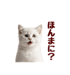可愛い子猫の日常-8（個別スタンプ：5）