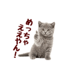 可愛い子猫の日常-8（個別スタンプ：6）