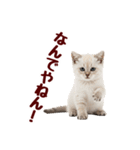 可愛い子猫の日常-8（個別スタンプ：7）