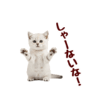 可愛い子猫の日常-8（個別スタンプ：8）