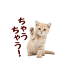可愛い子猫の日常-8（個別スタンプ：10）