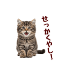 可愛い子猫の日常-8（個別スタンプ：11）