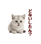 可愛い子猫の日常-8（個別スタンプ：12）