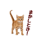 可愛い子猫の日常-8（個別スタンプ：13）