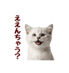 可愛い子猫の日常-8（個別スタンプ：15）