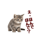 可愛い子猫の日常-8（個別スタンプ：16）