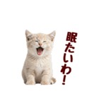 可愛い子猫の日常-8（個別スタンプ：21）