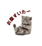 可愛い子猫の日常-8（個別スタンプ：22）