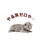 可愛い子猫の日常-8（個別スタンプ：23）