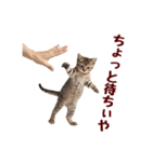 可愛い子猫の日常-8（個別スタンプ：24）