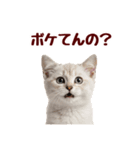 可愛い子猫の日常-8（個別スタンプ：25）