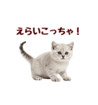 可愛い子猫の日常-8（個別スタンプ：26）