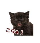 可愛い子猫の日常-8（個別スタンプ：27）