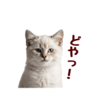 可愛い子猫の日常-8（個別スタンプ：28）