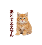 可愛い子猫の日常-8（個別スタンプ：29）