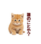 可愛い子猫の日常-8（個別スタンプ：30）