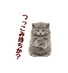 可愛い子猫の日常-8（個別スタンプ：31）