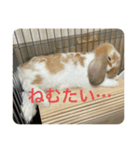 うさぎのロッピー（個別スタンプ：3）