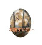 うさぎのロッピー（個別スタンプ：4）
